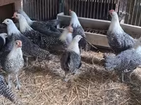 ब्रेकल — फ़ोटो 1