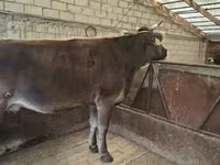 Tehén, Holstein fajta — 8. fotó