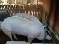 公猪, Pigs — 照片 1