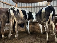 Krava, Russian Black pied cattle — foto 2