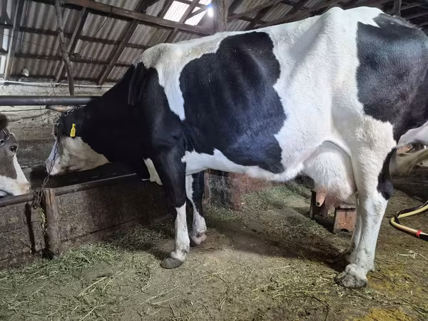 İnək, Russian Black pied cattle