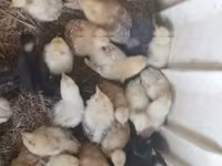 Chickens — 6-сурет