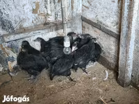 الدجاجة الدنماركية — الصورة 3