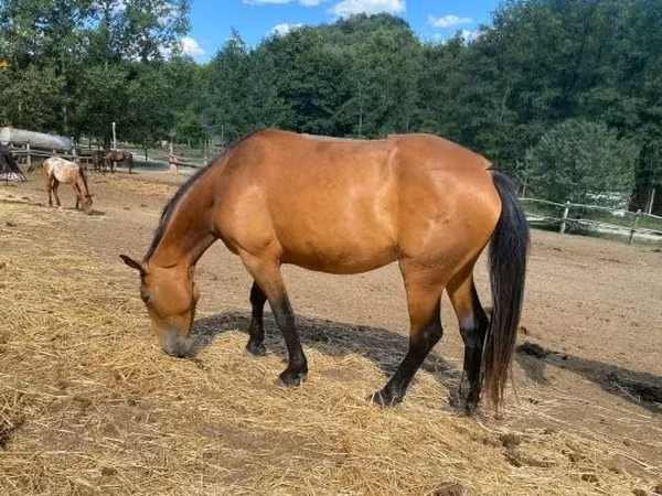 घोड़ी, Nonius horse