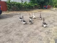 Geese — الصورة 2