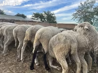 Kos, White Suffolk sheep — 3. fotó