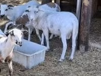 公羊, Cameroon sheep — 照片 1