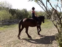 母马, Horses — 照片 4