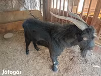 山羊（批次，未指定性别）, Goats — 照片 2