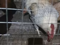 Chickens — zdjęcie 5