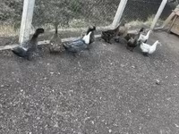 Ducks — الصورة 3