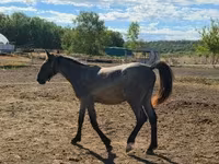 Caballo, Caballos — foto 6