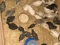 Turkeys — photo 4