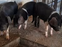 Sow, Pigs — photo 7