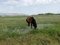 公马, Kushum Horse — 照片 5
