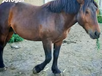 حصان, Međimurje horse — الصورة 4