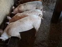 Pigs (batch, sex not specified), Pigs — photo 2