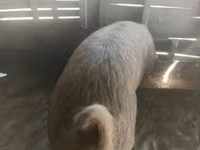 公猪, Мангалица — 照片 1