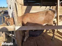 母山羊, Alpine goat — 照片 8