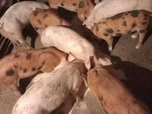 Boar, Pigs — Hungary