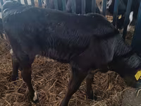 母牛, Limousin cow — 照片 3