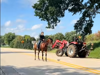 Hing, Quarter Horse — 5. fotó