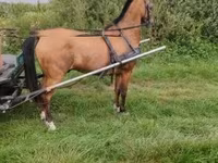 公马, Hungarian horse breed — 照片 2