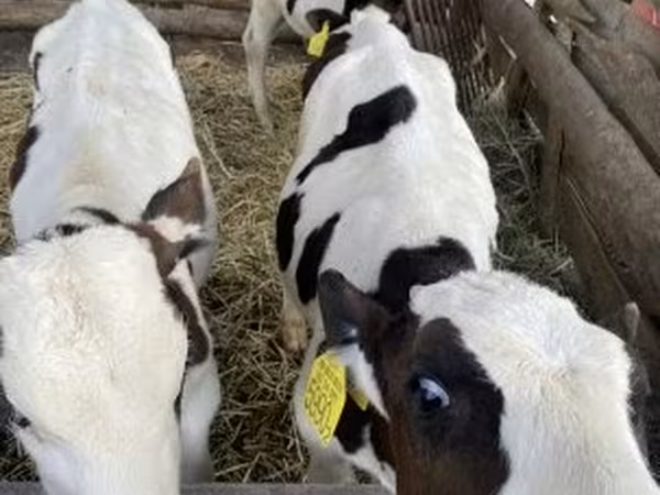 Bika, Russian Black pied cattle