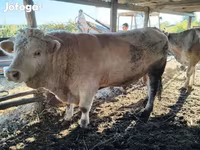 Toro, Charolais cattle — foto 1