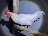 galinha dinamarquesa — foto 2