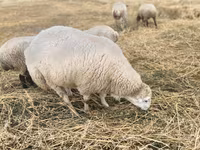 Carnero, Bardhoka sheep — foto 1