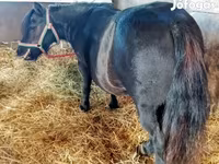 Mare, American shetland pony — photo 1