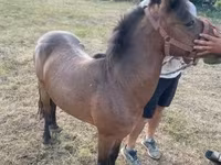 公马, Horses — 照片 7
