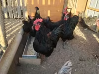 Australorp — foto 7
