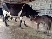 गाय, Russian Black pied cattle — फ़ोटो 1