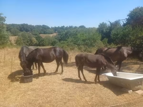 Klisna, Hucul pony — Maďarsko