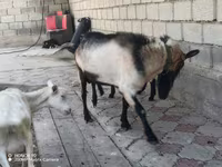 Bak, Alpine goat — 1. fotó