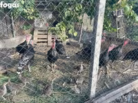 برونز — الصورة 2