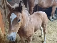 母马, Horses — 照片 5