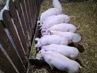 Pigs (batch, sex not specified), Pigs — photo 3