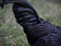 Australorp — photo 2