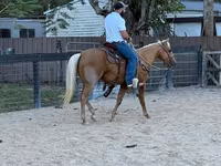 घोड़ा, Quarter Horse — फ़ोटो 2