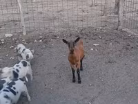 母山羊, Alpine goat — 照片 5