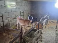 Vaca, Raça Holstein — foto 2