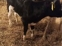 Cow, Cattle — photo 4