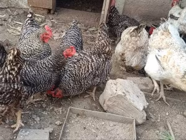Chickens — Hungary