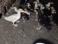 Német Pekin — 1. fotó
