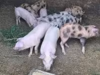 Sow, Pigs — photo 1