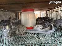 Quails — 2. fotó