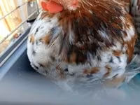 Pekin Bantam — 3. fotó